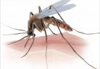 Watch 15 pregnant women with mosquito-borne diseases