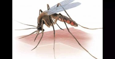Watch 15 pregnant women with mosquito-borne diseases