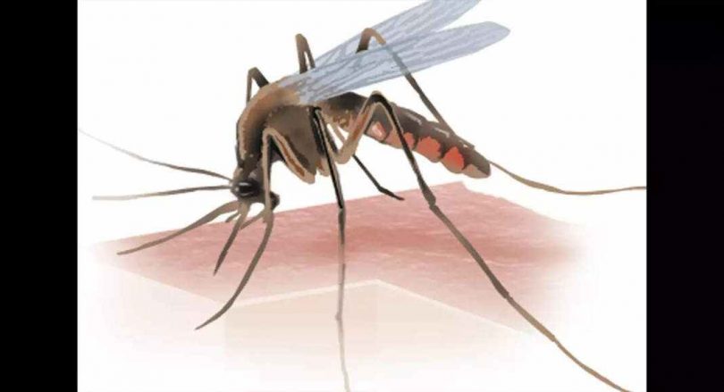 Watch 15 pregnant women with mosquito-borne diseases