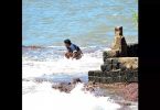 In ODF Goa, there is no data on open defecation in urban areas