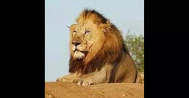 The locals were afraid of lion relocation when five big cats were arrested for 'examination'