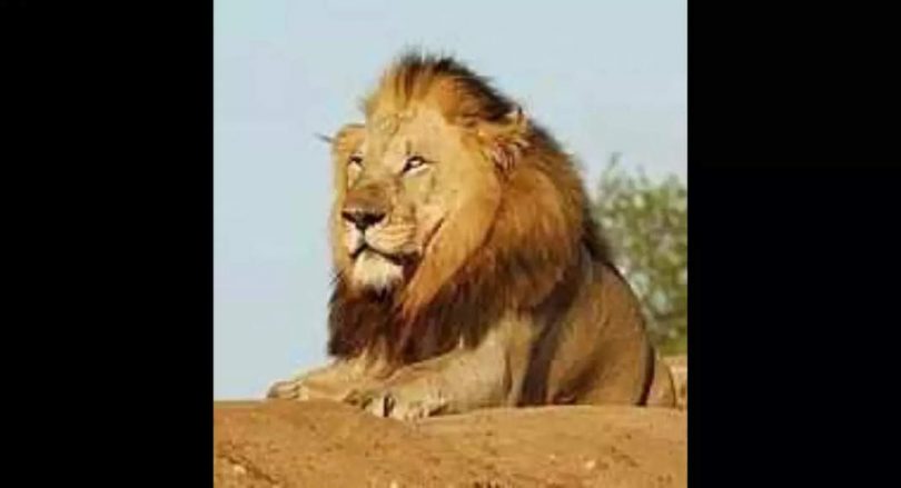 The locals were afraid of lion relocation when five big cats were arrested for 'examination'