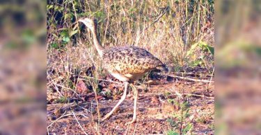 In a lower florican and endangered to be captured on the camera in Tadoba