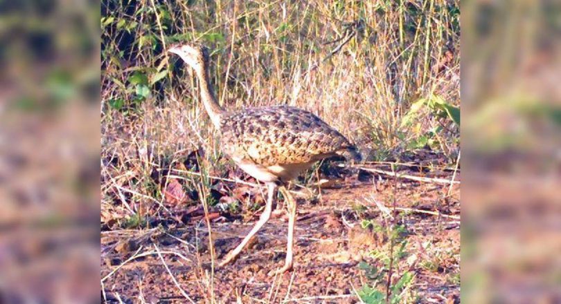 In a lower florican and endangered to be captured on the camera in Tadoba