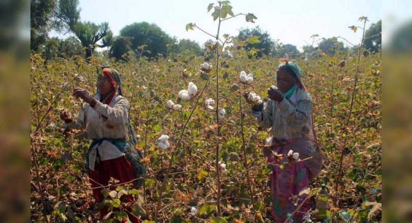 Vid farmers are afraid of other bollworm attacks