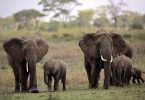 Sri Lanka forbid 'Driving in Drunkings' Elephants in New Protection Law