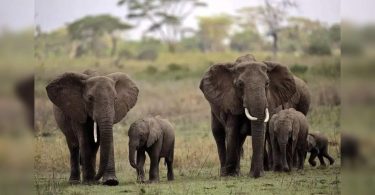 Sri Lanka forbid 'Driving in Drunkings' Elephants in New Protection Law