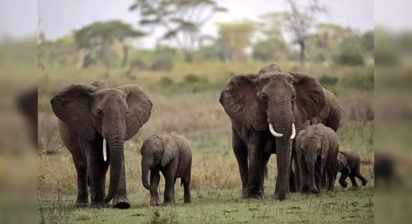 Sri Lanka forbid 'Driving in Drunkings' Elephants in New Protection Law