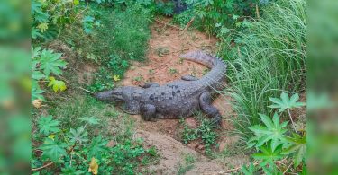 Vadodara: 'rockstar' stalks you, 'kaali' is a fierce guard