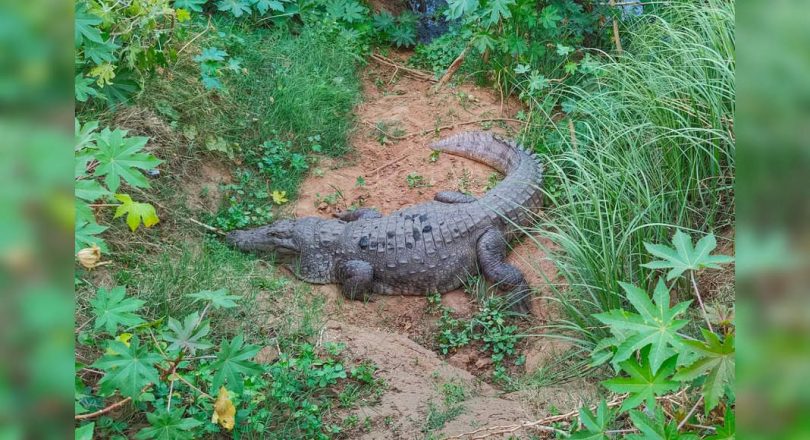 Vadodara: 'rockstar' stalks you, 'kaali' is a fierce guard