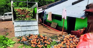 Pineapple planted by tribes found by traders
