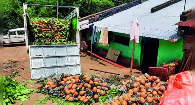 Pineapple planted by tribes found by traders