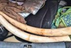 Tamil Nadu: Foresters seize 2 large ivory, catch 4, unithal networks from illegal trade in Mettur