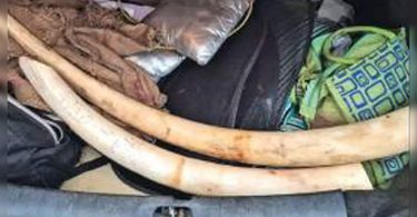 Tamil Nadu: Foresters seize 2 large ivory, catch 4, unithal networks from illegal trade in Mettur