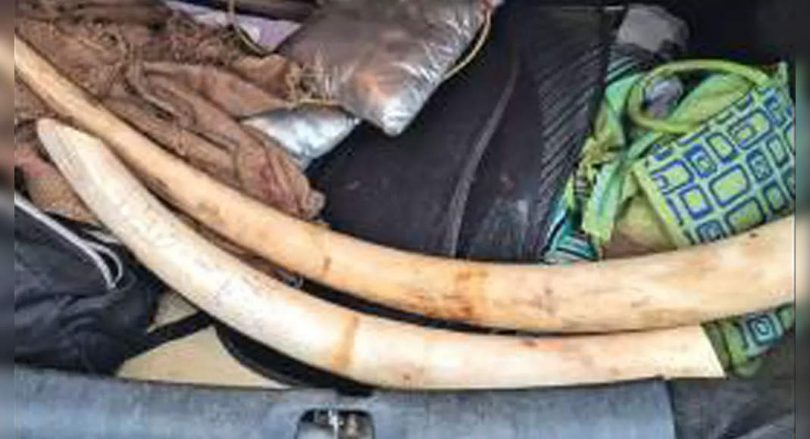 Tamil Nadu: Foresters seize 2 large ivory, catch 4, unithal networks from illegal trade in Mettur
