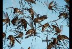 Pune record marked in the case of dengue fever in August