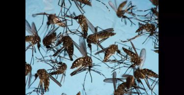 Pune record marked in the case of dengue fever in August