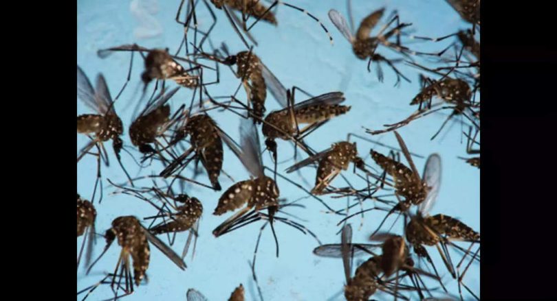 Pune record marked in the case of dengue fever in August