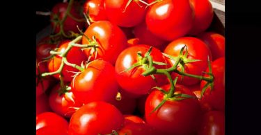 Pune: Tomatoes at Rs 2 / Kg in Gultekdi