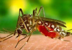 Goa: Three Dengue Cases Reported in Canacona