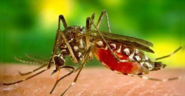 Goa: Three Dengue Cases Reported in Canacona