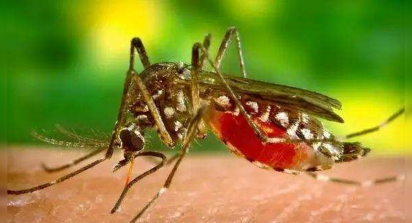 Goa: Three Dengue Cases Reported in Canacona