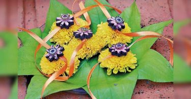 Watch the cattle Dung Rakhi grow into a Tulsi plant