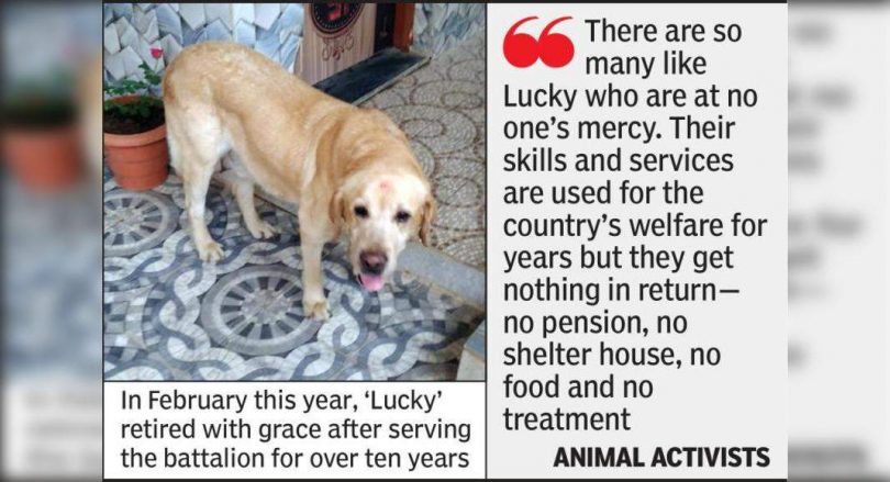 'Luck' comes out, now treated by a local veterinarian