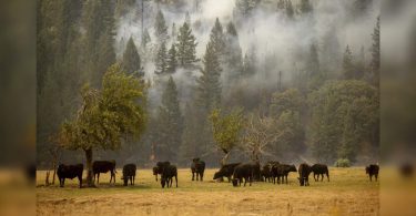 The wind threatens destructive California fan