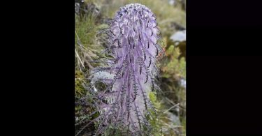 At an altitude of 11,000 feet, the highest garden where