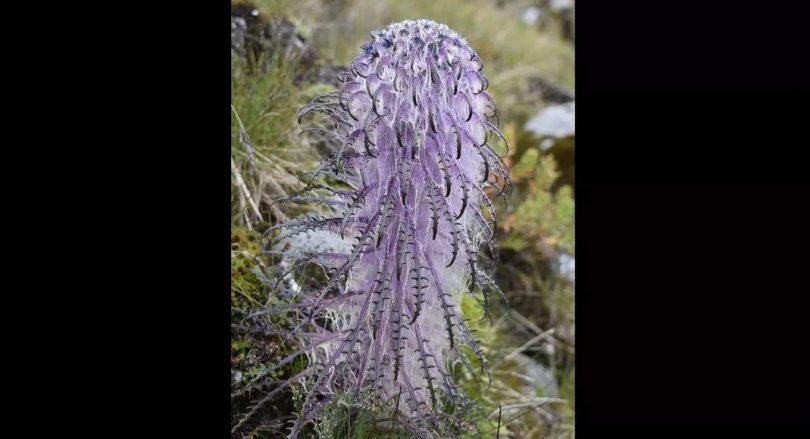 At an altitude of 11,000 feet, the highest garden where