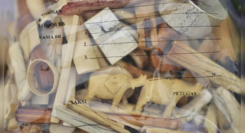 Indonesian police arrest elephant boyfriend, ivory buyer