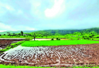 Friendly Revival Brings Cheerful for Farmers in North Maharashtra