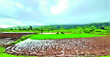 Friendly Revival Brings Cheerful for Farmers in North Maharashtra