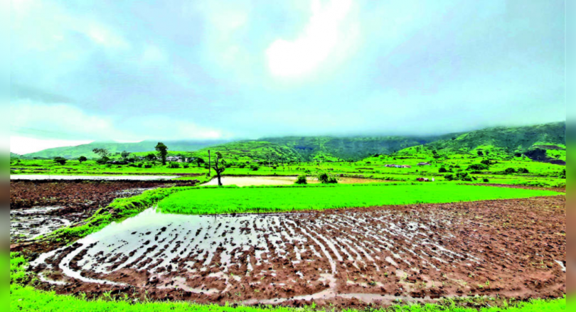 Friendly Revival Brings Cheerful for Farmers in North Maharashtra