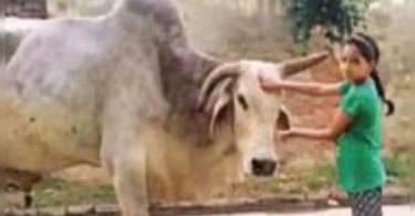 The village grieves Babuji Bull, holds a Shraddh party for 3k