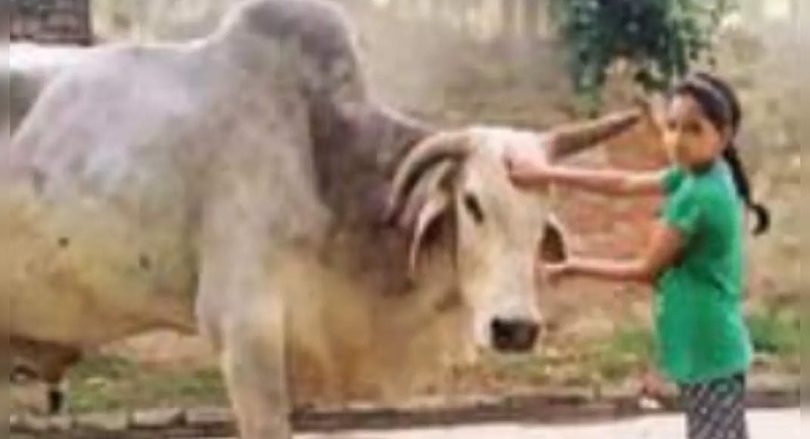 The village grieves Babuji Bull, holds a Shraddh party for 3k