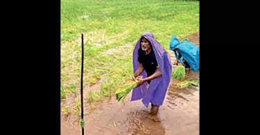 'Padi cultivation creates higher CO2 emissions