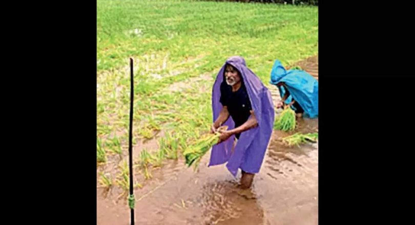 'Padi cultivation creates higher CO2 emissions