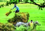 Haryana Farmer operates from the pillar to post for 5 years to restore 53,000 for the government