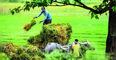 Haryana Farmer operates from the pillar to post for 5 years to restore 53,000 for the government