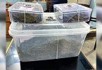 5kg marijuana seized in Rajkot, 2 caught
