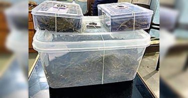 5kg marijuana seized in Rajkot, 2 caught