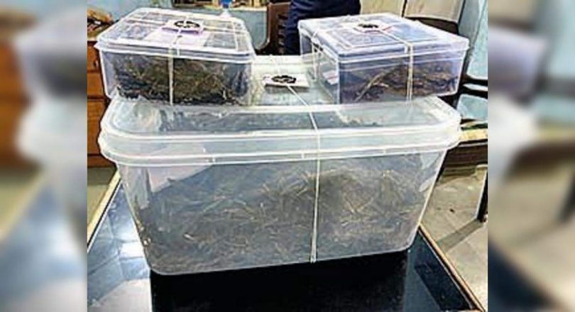 5kg marijuana seized in Rajkot, 2 caught