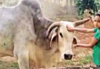 UP Village Pure Babiji Bull, holding a Shraddh party