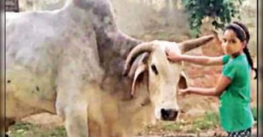 UP Village Pure Babiji Bull, holding a Shraddh party