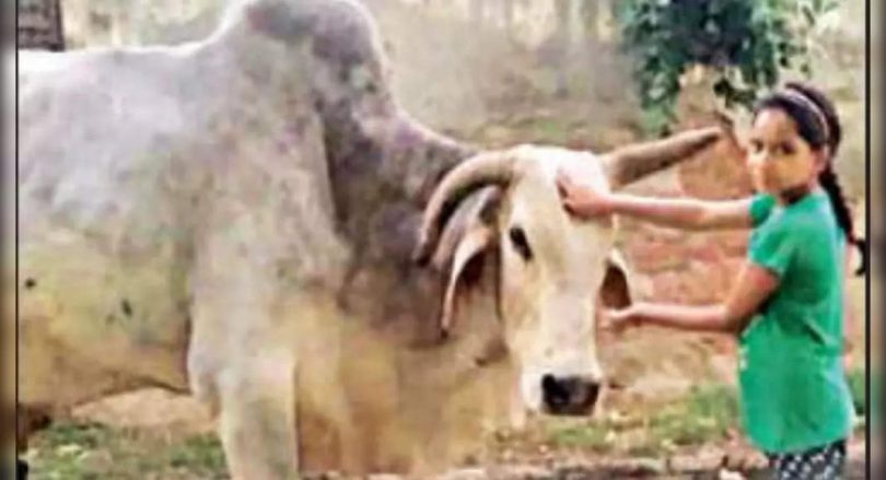 UP Village Pure Babiji Bull, holding a Shraddh party
