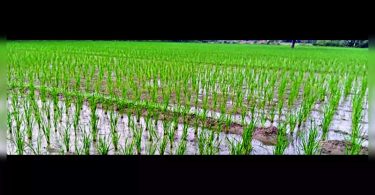 25% of the basmati rice harvest exposed to disease in KasGanj