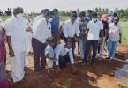 Palm Springs planted in Manikandan Tank Mother
