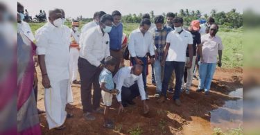 Palm Springs planted in Manikandan Tank Mother